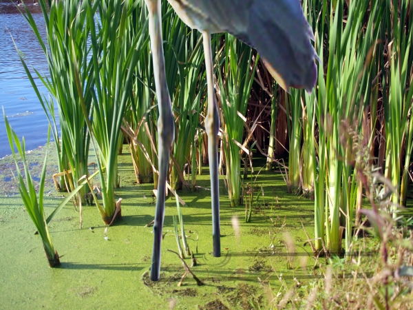 Creation of Life In The Wetlands: Step 6